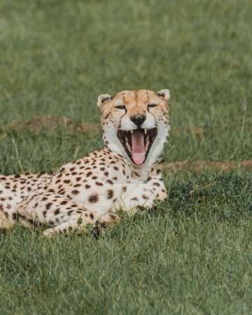 Expressive cheetah yawning on the Masai Mara grasslands