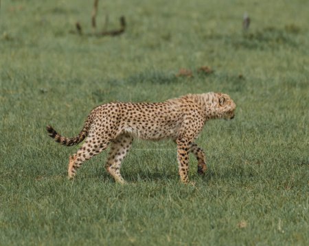 Sitzender Gepard bei der Vermessung der Savanne in Kenia
