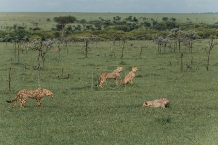 Cheetah family in various poses on the Masai Mara savannah