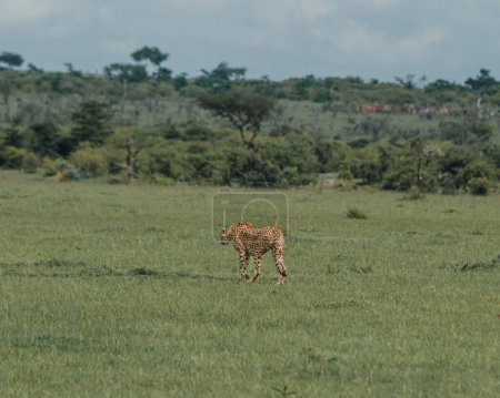 Cheetah en zancada a través de la exuberante llanura de Masai Mara