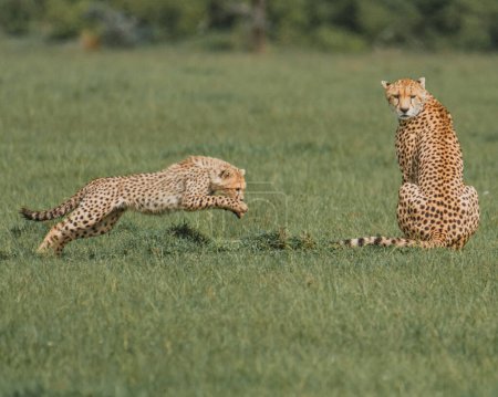Junger Gepard stürzt, als aufmerksame Mutter ihn beobachtet