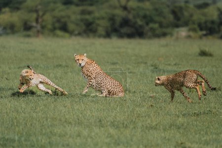 Playful cheetah siblings engage on the Masai Mara grasslands