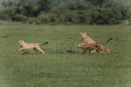 Verspielte Geparden-Geschwister engagieren sich auf den Masai-Mara-Wiesen
