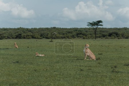 A vigilant adult female cheetah surveys the Masai Mara
