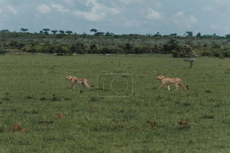 Focused cheetah stalking through Kenyan savannah