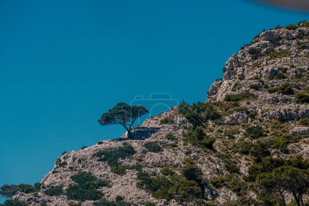 Solitary tree atop rugged limestone cliffs against a blue sea