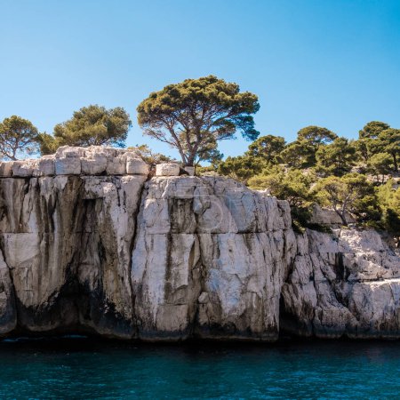 Einsamer Baum auf schroffen Kalksteinklippen vor blauem Meer