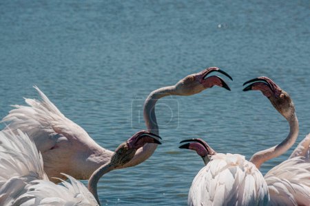 Flamingos vocalizing, vibrant beaks, Parc Ornithologique, water background.