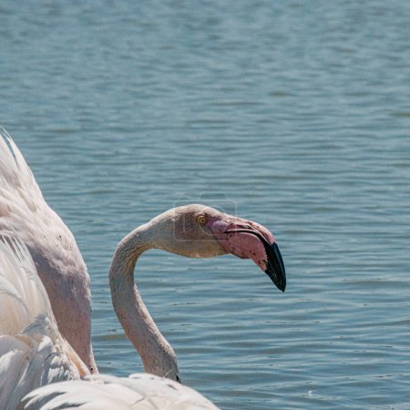Close-up of flamingo head, pink beak, Parc Ornithologique