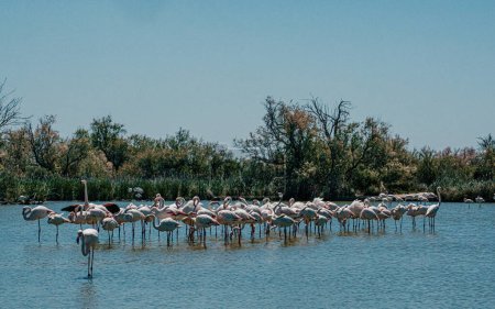 Group of flamingos preening in a serene marsh setting