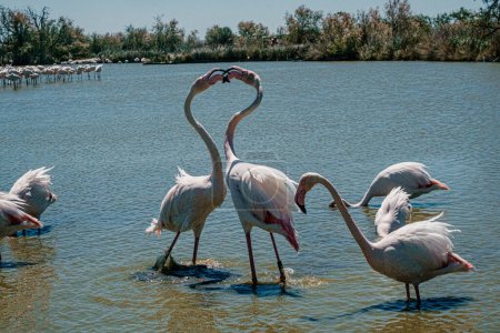 Flamingos im Wasser bilden ein Herz mit Hälsen, Parc Ornithologique
