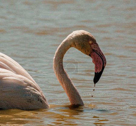 Flamingo gracefully bends neck while wading in water.