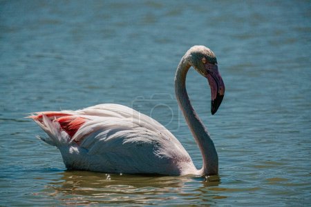Flamingo gracefully bends neck while wading in water.