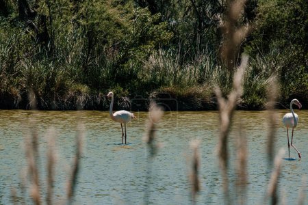 Elegant flamingo wading through marsh at Parc Ornithologique