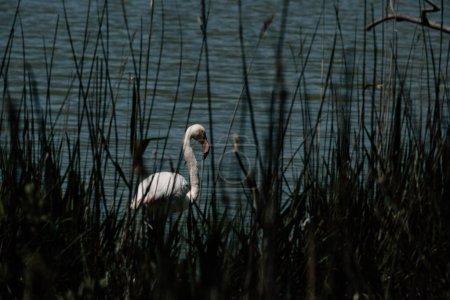 Élégant flamant rose arpentant les marais du Parc Ornithologique