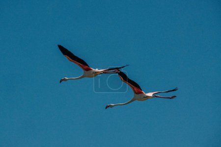 Two flamingos in flight against a clear blue sky