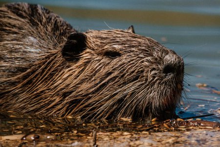 Close-up of a wet coypu nibbling by a river in France