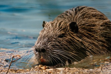 Photo for Close-up of a wet coypu nibbling by a river in France - Royalty Free Image