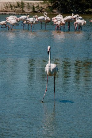 Eleganter Flamingo watet durch Sümpfe im Parc Ornithologique