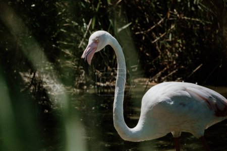 Elegant flamingo wading through marsh at Parc Ornithologique