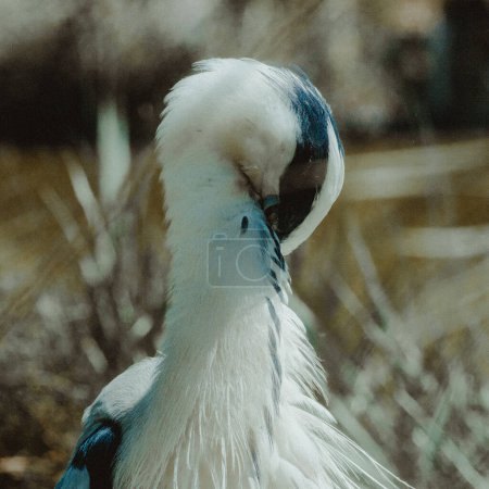 Close-up of a grey heron in natural marsh habitat
