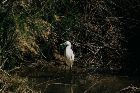Elegante garza blanca de pie en una vía navegable pantanosa