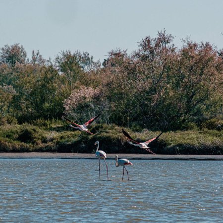 Flamingos in flight and wading at Parc Ornithologique de Pont de Gau, France