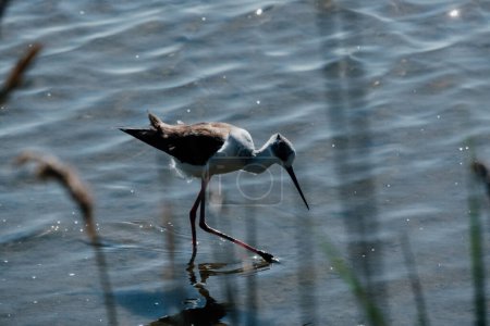 Zócalo alado negro alimentándose en agua en el Parc Ornithologique de Pont de Gau