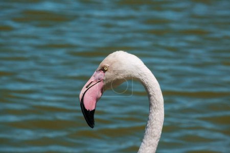 Close-up of a greater flamingo's head by a green lake