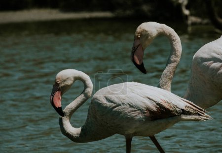Close-up of a greater flamingo's head by a green lake
