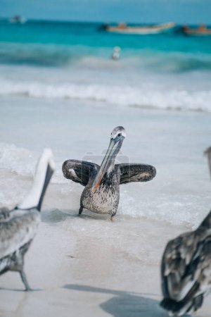 Pelikane planschen in seichtem Wasser am Strand von Tulum