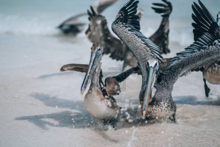 Pelikane planschen in seichtem Wasser am Strand von Tulum