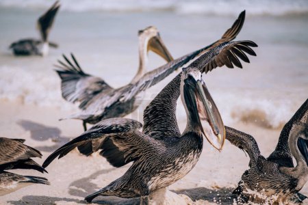 Pélicans éclaboussant dans les eaux peu profondes sur la plage de Tulum