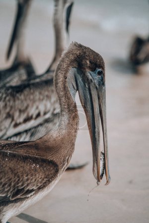 Nahaufnahme eines Pelikans mit einem Fisch im Schnabel in Tulum