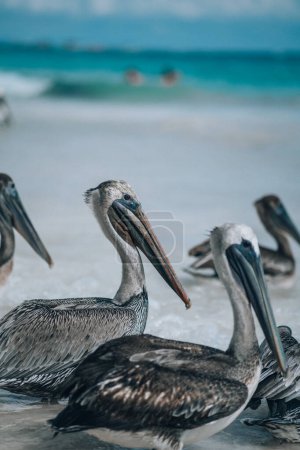 Intensive Nahaufnahme von Kopf und Schnabel eines Pelikans in Tulum