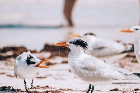 Royal Terns en la playa de Tulum, México.
