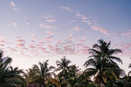 Ciel aube avec nuages roses sur les palmiers tropicaux