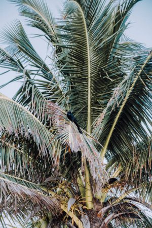 Pájaro negro posado en una fronda de palma dañada