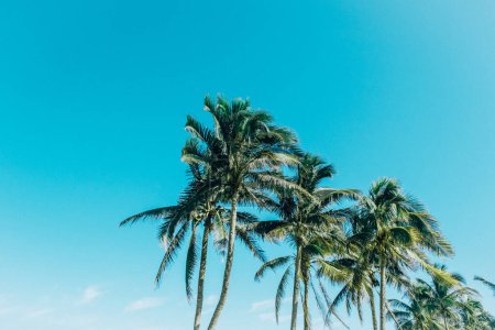 Téléchargez les photos : Palmiers tropicaux contre un ciel bleu clair - en image libre de droit