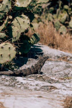 Iguana en rocas cerca de cactus en Tulum, México