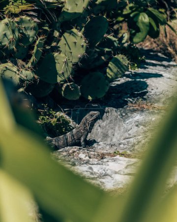Iguana en rocas cerca de cactus en Tulum, México