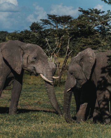 Enlace dúo de elefantes, Ol Pejeta, Kenia