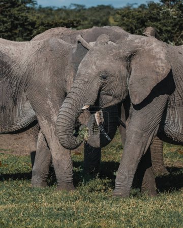 Enlace dúo de elefantes, Ol Pejeta, Kenia