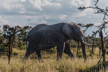 Majestic African elephant roams freely in Ol Pejeta, Kenya