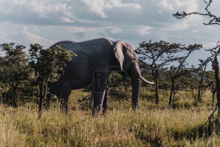 Majestic African elephant roams freely in Ol Pejeta, Kenya