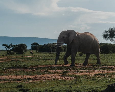 Photo for Majestic African elephant roams freely in Ol Pejeta, Kenya - Royalty Free Image