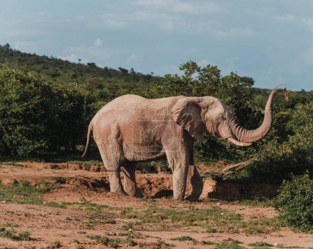 Elefant beim fröhlichen Abstauben in der Masai-Mara-Wildnis