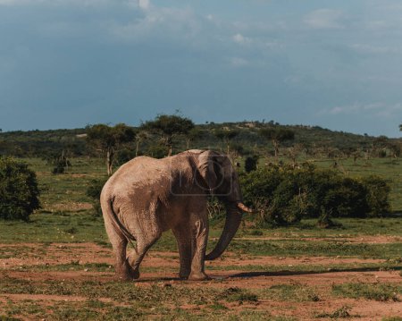Elefante desempolvando alegremente en el desierto de Masai Mara