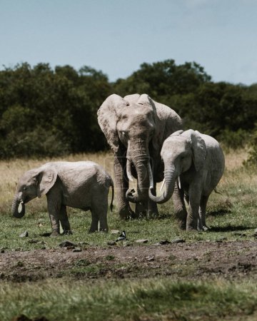Elefantenmutter und Kalb schreiten durch Ol Pejeta, Kenia