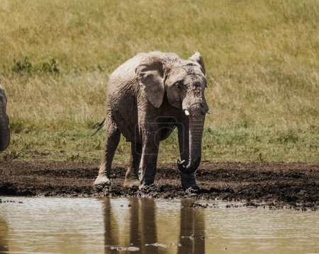 Junges Elefantenschlammbad, Ol Pejeta, Kenia